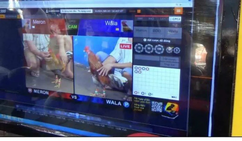 Giao diện Đá Gà Thomo tại AE888